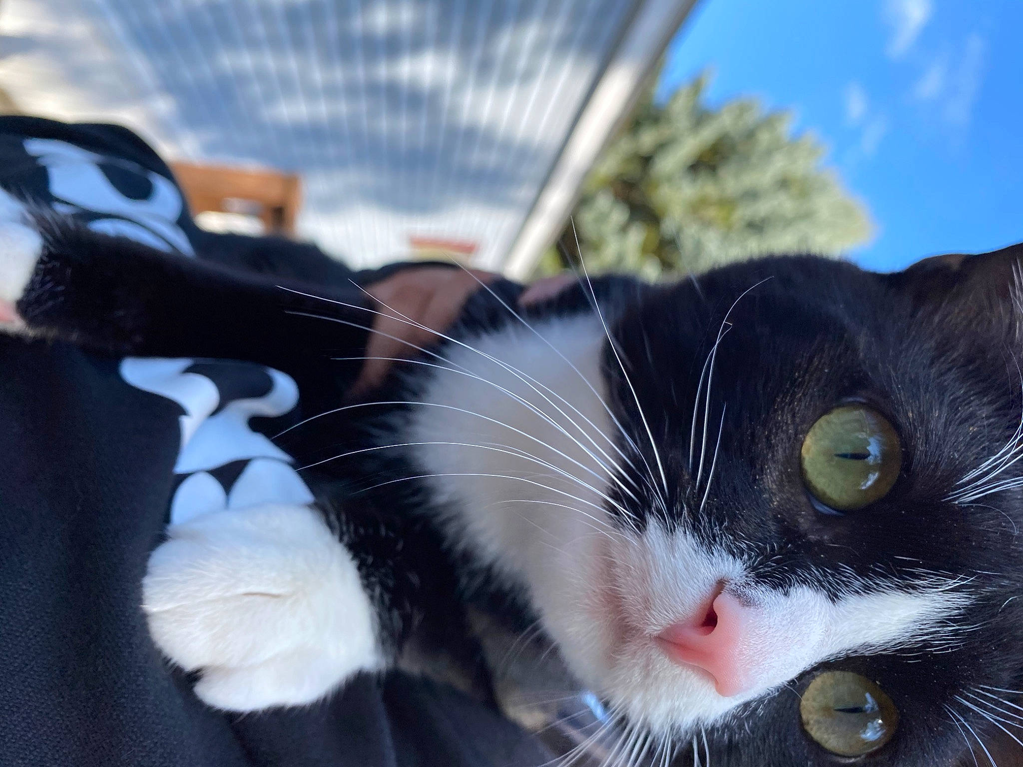 Midnight joined the competition — help win amazing prizes! carnivore, cat, collar, domestic_short_haired_cat, electric_blue, eye, felidae, foot, fur, grass, head, human_body, plant, sky, small_to_medium_sized_cats, snout, tail, tree, whiskers, window