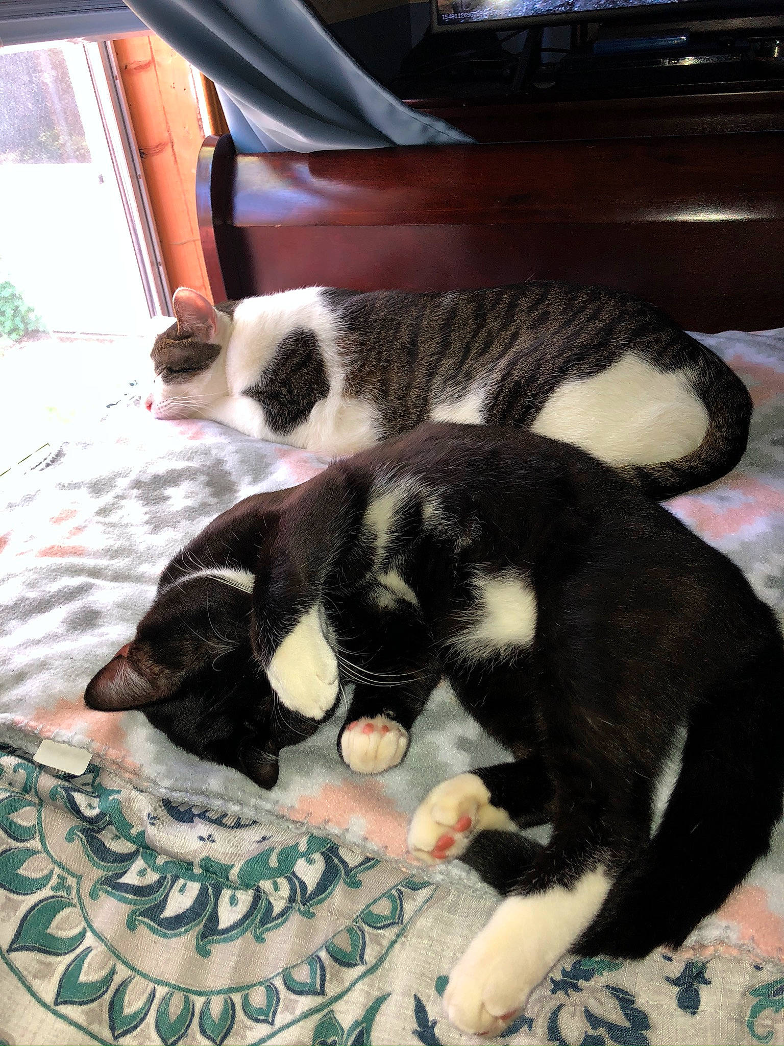 Midnight is registered to the contest to win money with this photo: canidae, carnivore, cat, claw, comfort, companion_dog, dog_breed, domestic_short_haired_cat, felidae, fur, linens, mammal, nap, small_to_medium_sized_cats, sporting_group, tail, terrestrial_animal, toy, vertebrate, whiskers