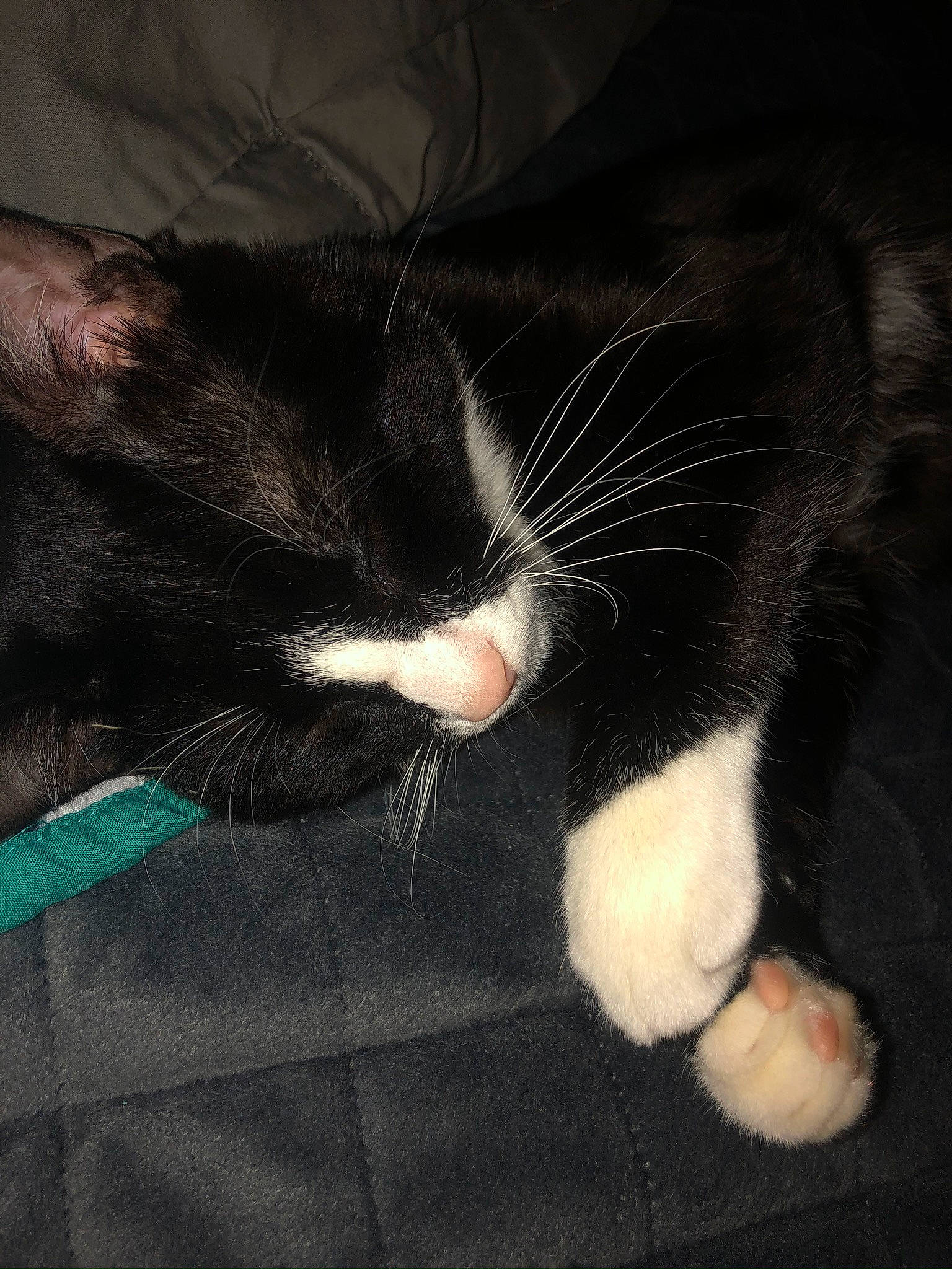 Midnight joined the competition — help win amazing prizes! black_cat, carnivore, cat, claw, comfort, darkness, domestic_short_haired_cat, felidae, foot, fur, gesture, human_leg, leg, nap, paw, small_to_medium_sized_cats, snout, tail, toe, whiskers