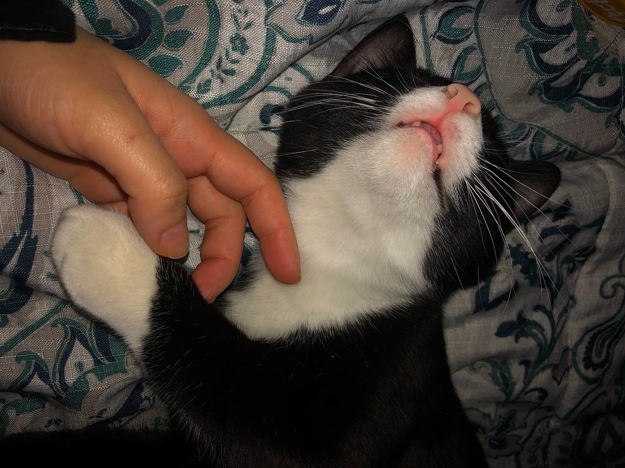 Midnight is registered to the contest to win money with this photo: carnivore, cat, comfort, domestic_short_haired_cat, ear, eye, felidae, finger, foot, fur, gesture, leg, nail, nose, paw, skin, small_to_medium_sized_cats, snout, tail, whiskers