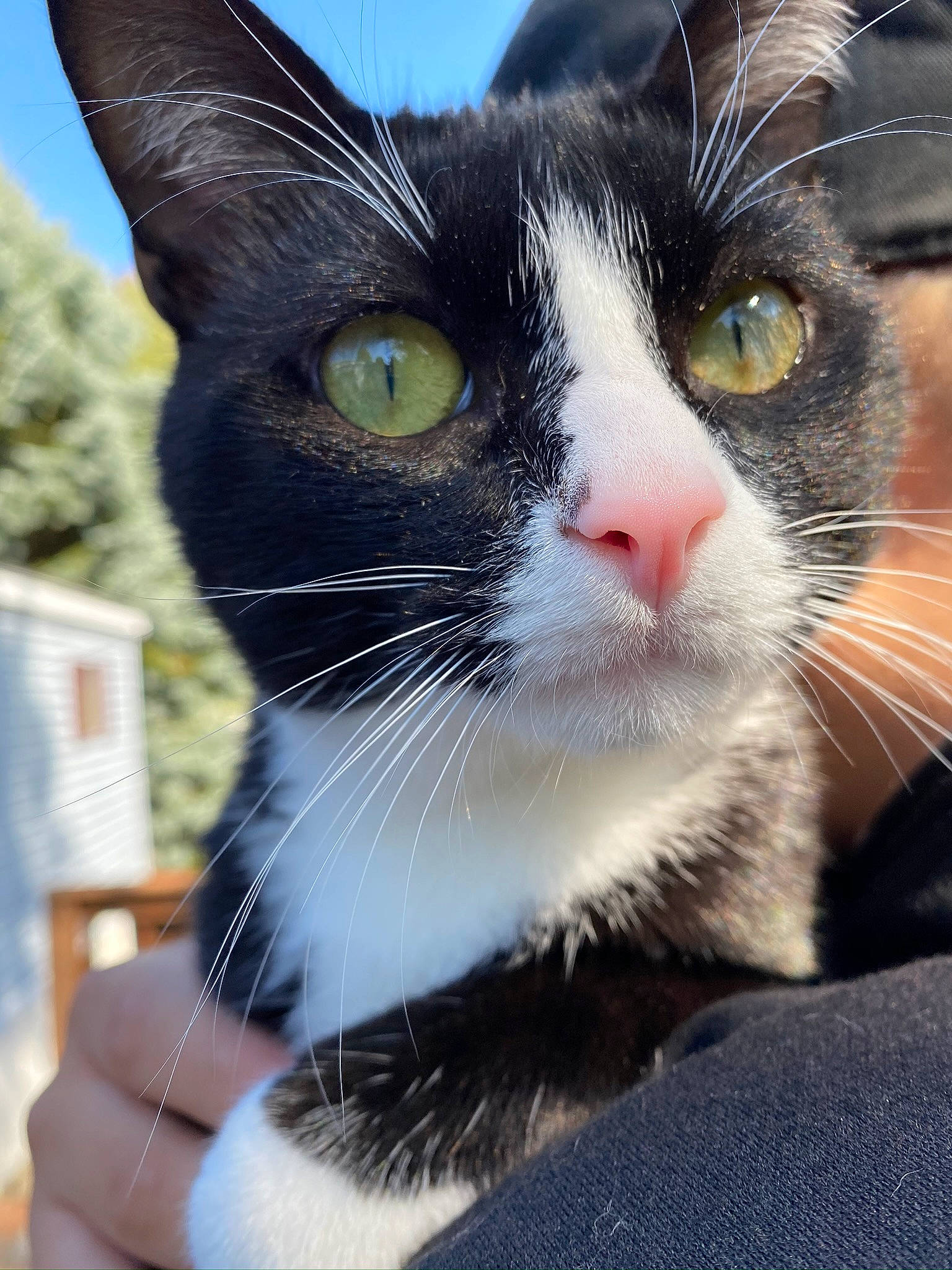 Midnight joined the competition — help win amazing prizes! carnivore, cat, comfort, domestic_short_haired_cat, eye, felidae, fur, grass, hand, head, human_body, iris, nose, sky, small_to_medium_sized_cats, snout, tail, tree, whiskers, window