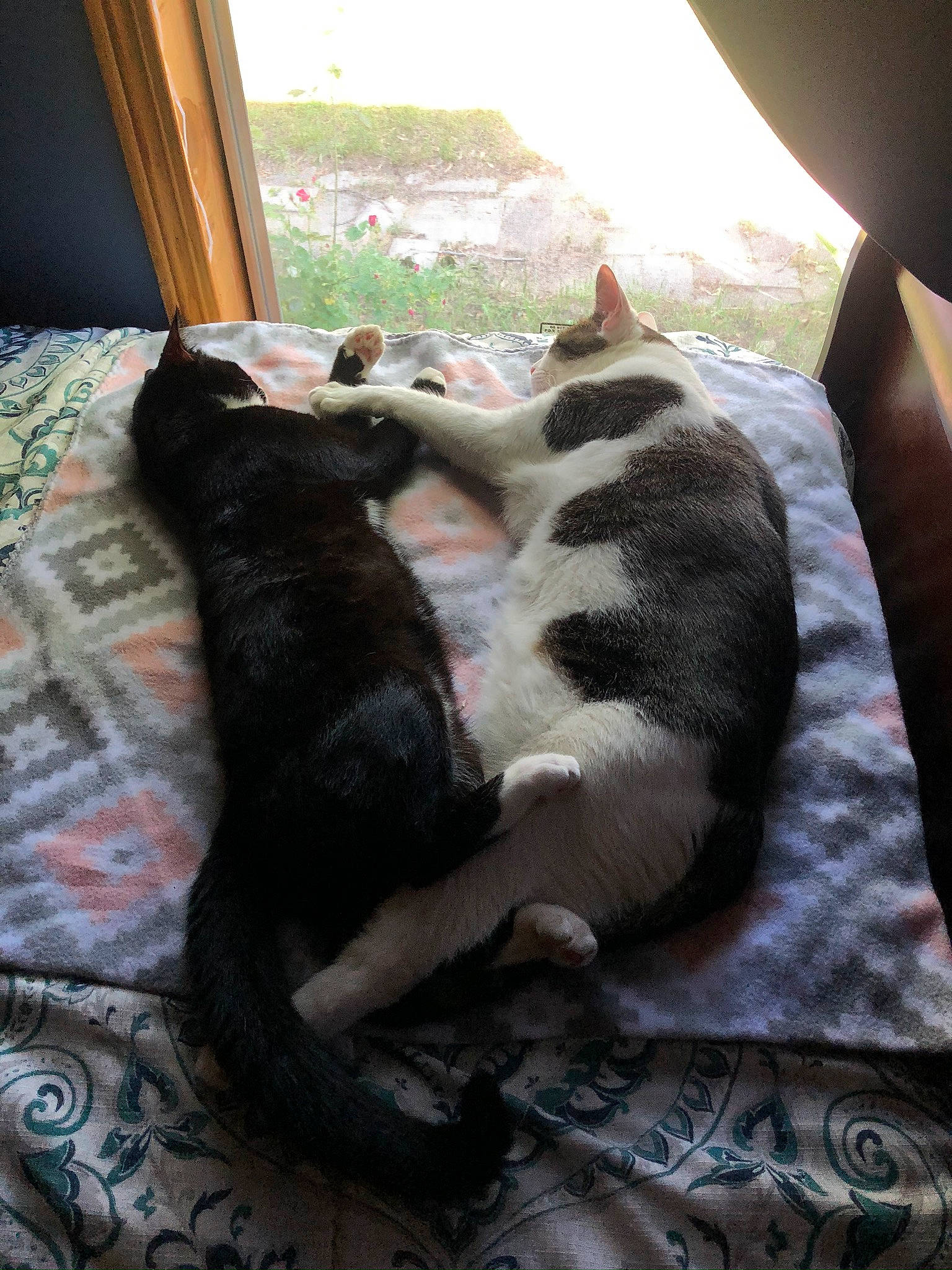 Punchie joined the competition — help win amazing prizes! canidae, carnivore, cat, comfort, dog_breed, domestic_short_haired_cat, felidae, fur, linens, nap, plant, sleep, small_to_medium_sized_cats, snout, sporting_group, tail, whiskers