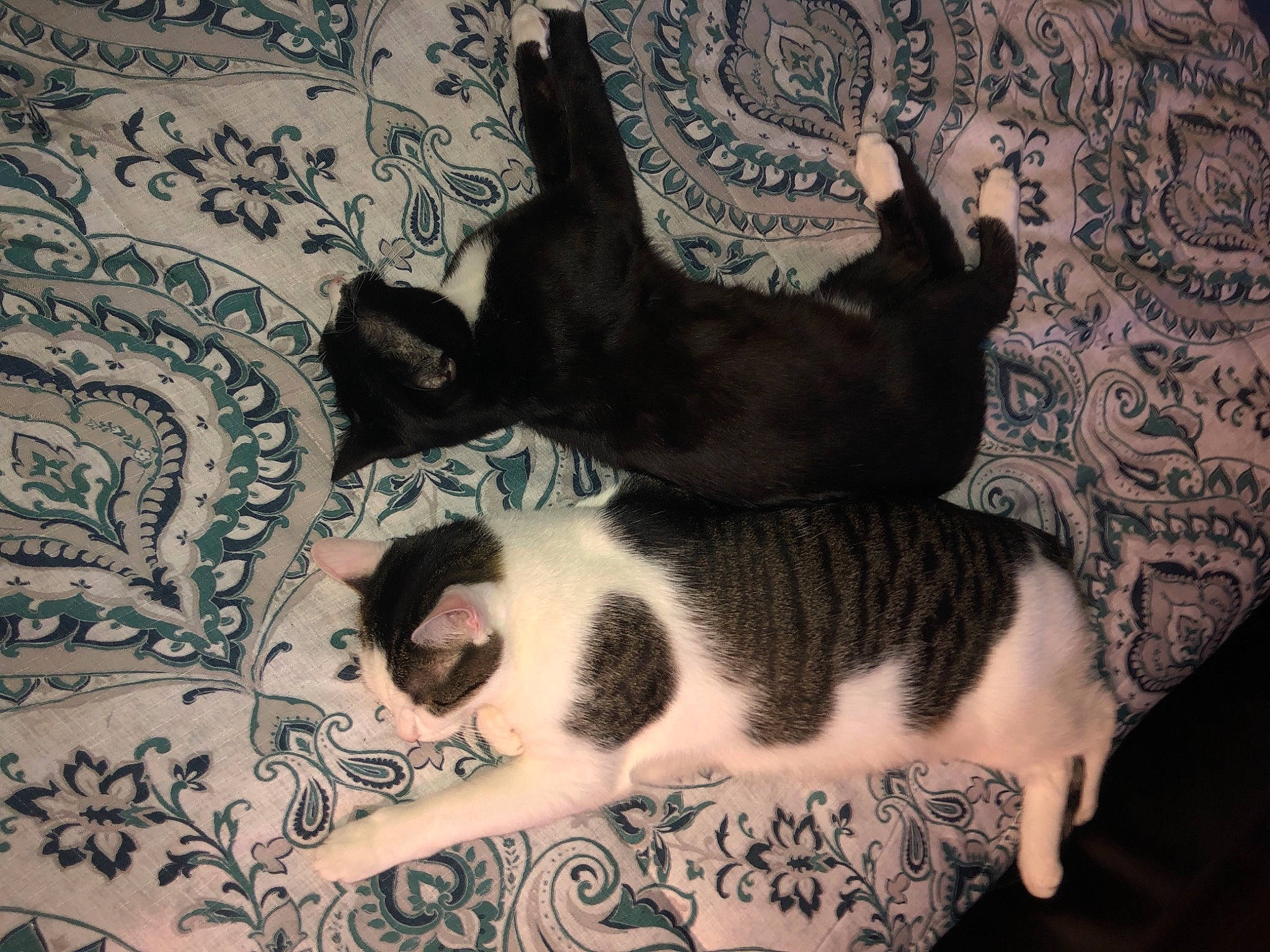 Punchie is registered to the contest to win money with this photo: carnivore, cat, comfort, companion_dog, couch, dog, dog_breed, domestic_short_haired_cat, fawn, felidae, flooring, fur, human_leg, linens, pattern, paw, small_to_medium_sized_cats, tail, textile, whiskers