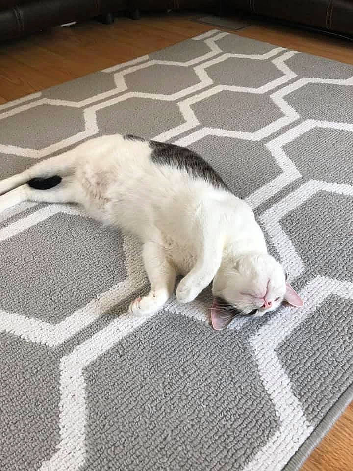 Punchie is registered to the contest to win money with this photo: asphalt, carnivore, cat, comfort, companion_dog, dog_breed, domestic_short_haired_cat, fawn, felidae, floor, flooring, grey, paw, road_surface, sidewalk, small_to_medium_sized_cats, snout, tail, vertebrate, whiskers