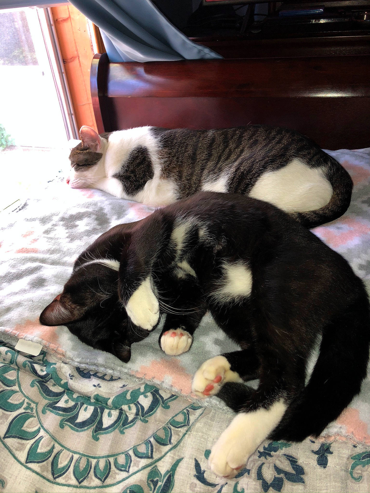 Punchie joined the competition — help win amazing prizes! canidae, carnivore, cat, claw, comfort, companion_dog, dog_breed, domestic_short_haired_cat, felidae, fur, grass, linens, nap, small_to_medium_sized_cats, sporting_group, tail, terrestrial_animal, textile, toy, whiskers