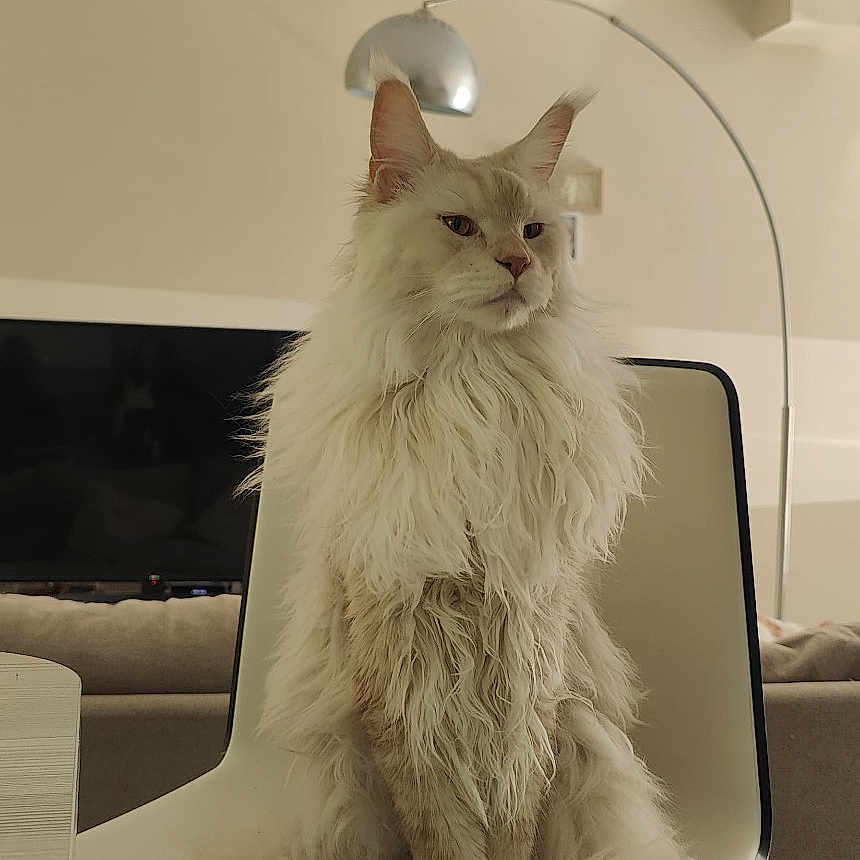 Aegon a rejoint le concours — aidez-le/la à gagner de superbes lots ! animal, beige, calm, cat, chair, cute, domestic_animal, ear, face, fluffy, fur, furniture, indoor, living_room, long_hair, modern, pet, sitting, tail, white
