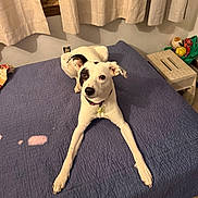 Trouble joined the competition — help win amazing prizes! bed, bedroom, black_spot, blanket, canine, carpet, collar, curtain, dog, indoor, legs_spread, looking_up, paw, pet, quizzical_expression, side_table, tag, toy, white_fur, window