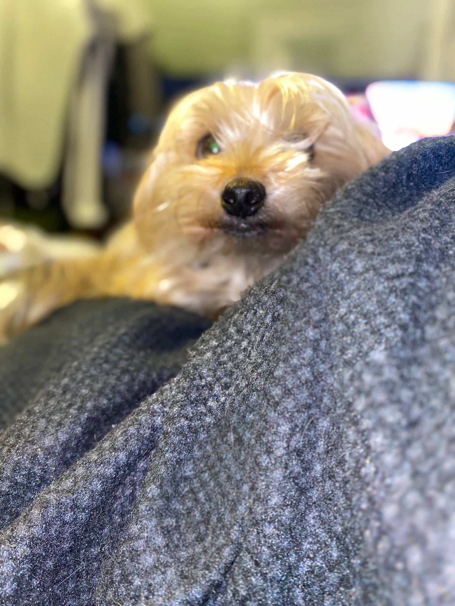 Helia participe au concours pour gagner de l'argent avec cette photo : canidae, carnivore, cavachon, cavapoo, cockapoo, companion_dog, dog, dog_breed, havanese, maltepoo, maltese, mammal, morkie, non_sporting_group, puppy, rare_breed_dog, schnoodle, terrier, toy_dog, yorkshire_terrier