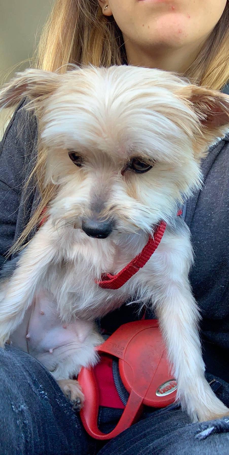 Helia participe au concours pour gagner de l'argent avec cette photo : australian_silky_terrier, biewer_terrier, cairn_terrier, canidae, carnivore, companion_dog, dog, dog_breed, ear, maltepoo, mammal, morkie, puppy, rare_breed_dog, sporting_lucas_terrier, terrier, toy_dog, vertebrate, west_highland_white_terrier, yorkshire_terrier