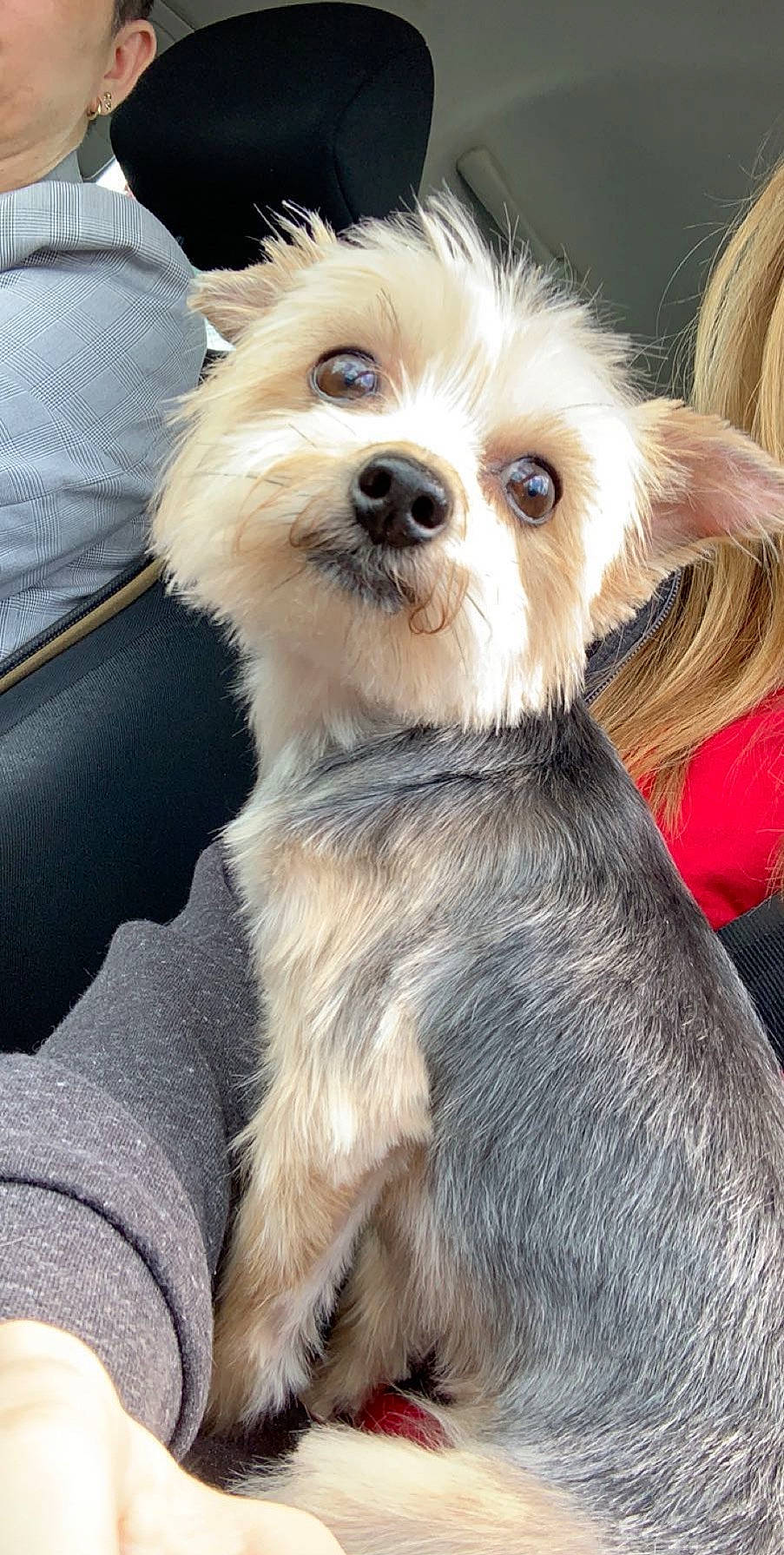 Helia a rejoint le concours — aidez-le/la à gagner de superbes lots ! ancient_dog_breeds, cairn_terrier, canidae, carnivore, companion_dog, dog, dog_breed, dutch_smoushond, mammal, morkie, norwich_terrier, puppy, rare_breed_dog, small_terrier, snout, terrier, toy_dog, vertebrate, whiskers, yorkshire_terrier