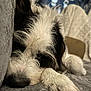 Maximus Butters joined the competition — help win amazing prizes! dog, sleeping, close_up, fur, paw, couch, cozy, relaxed, indoor, pet, animal, snuggling, resting, white, black, soft, cute, naptime, companion, domestic