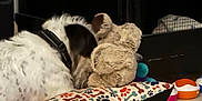 Maximus Butters is registered to the contest to win money with this photo: dog, stuffed_toy, pillow, paw_prints, bones_pattern, toy, floor, indoor, black_and_white, furry, collar, plush, tiled_floor, pet, animal, cuddly, cozy, home, comfort, close_up