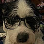 Maximus Butters is registered to the contest to win money with this photo: dog, glasses, close_up, indoor, pet, scruffy, black_and_white, face, nose, fur, animal, curious, portrait, cozy, furniture, blanket, living_room, eyewear, cute, domestic
