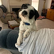 Maximus Butters is registered to the contest to win money with this photo: dog, black_and_white, collar, blanket, armrest, living_room, furniture, window, curtain, tile_floor, decor, fireplace, couch, table, wooden_cabinet, pet, indoor, cute, curious, relaxed