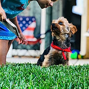 Parker joined the competition — help win amazing prizes! carnivoran, companion_dog, conformation_show, dog, dog_breed, dog_like_mammal, grass, lawn, mammal, morkie, obedience_training, plant, play, puppy, vertebrate, yorkshire_terrier