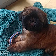 Lilou participe au concours pour gagner de l'argent avec cette photo : puppy, dog, brown, fluffy, toy, blanket, indoor, pet, resting, cozy, fur, paw, window, floor, cute, animal, companion, relaxing, texture, home