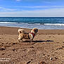 Naméo participe au concours pour gagner de l'argent avec cette photo : dog, beach, sand, ocean, water, sky, clouds, harness, pet, animal, outdoor, waves, footprints, sunlight, shore, nature, canine, sea, vacation, daytime