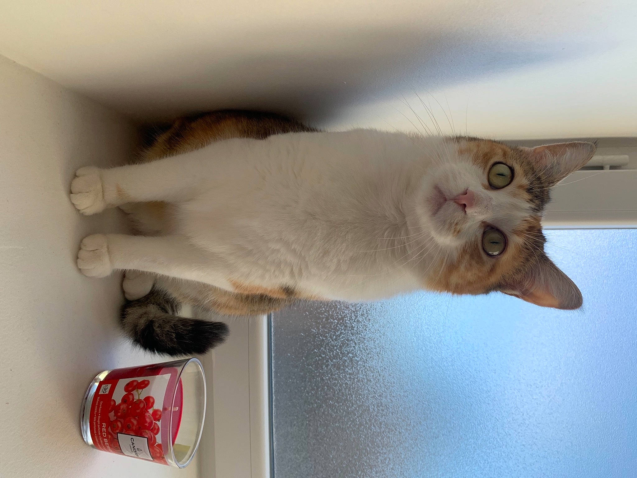 Maloya a rejoint le concours — aidez-le/la à gagner de superbes lots ! aegean_cat, asian, balinese, burmilla, carnivore, cat, colorpoint_shorthair, domestic_short_haired_cat, european_shorthair, fawn, felidae, javanese, paw, polydactyl_cat, small_to_medium_sized_cats, tail, turkish_van, whiskers