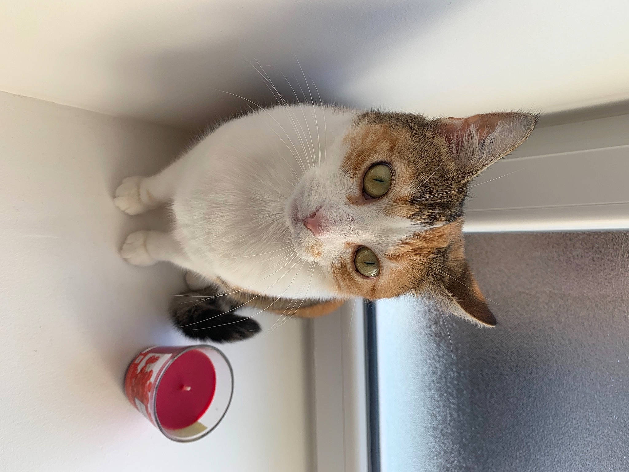 Maloya participe au concours pour gagner de l'argent avec cette photo : asian, burmilla, carnivore, cat, domestic_short_haired_cat, ear, european_shorthair, eye, fawn, felidae, kitten, paw, polydactyl_cat, singapura, small_to_medium_sized_cats, tail, whiskers