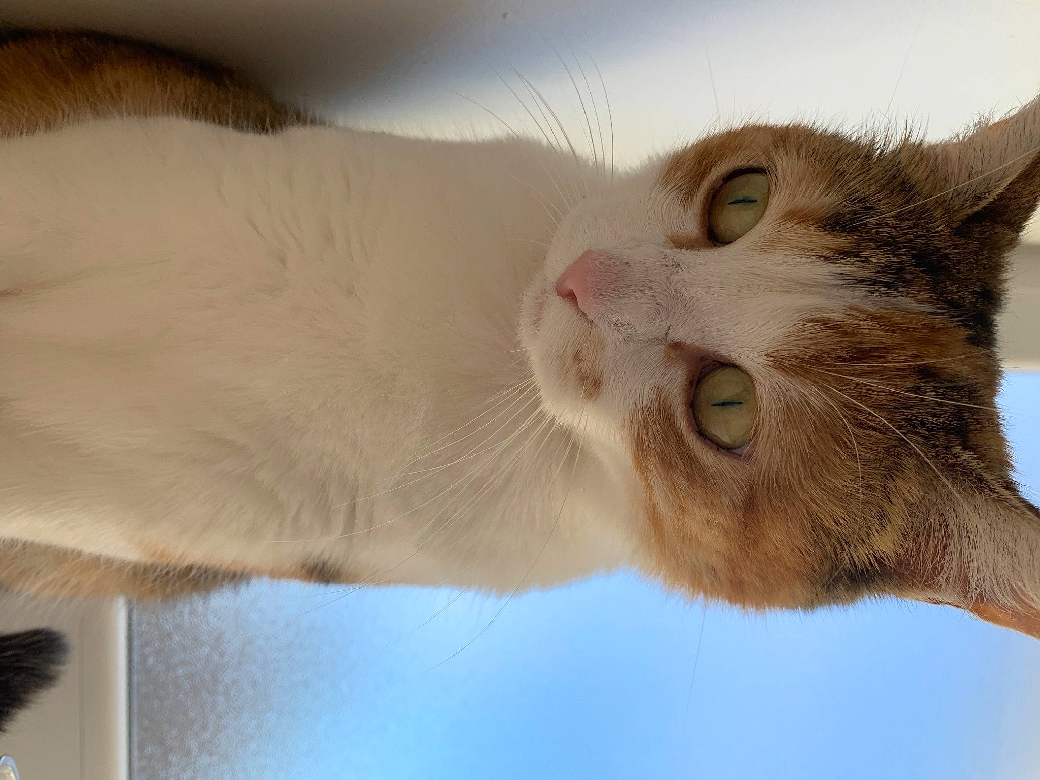 Maloya a rejoint le concours — aidez-le/la à gagner de superbes lots ! aegean_cat, american_wirehair, asian, australian_mist, balinese, carnivore, cat, domestic_short_haired_cat, ear, european_shorthair, fawn, felidae, fur, paw, polydactyl_cat, small_to_medium_sized_cats, snout, whiskers