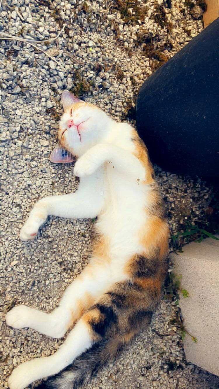 Maloya participe au concours pour gagner de l'argent avec cette photo : aegean_cat, carnivore, cat, claw, domestic_short_haired_cat, european_shorthair, fawn, felidae, fur, kitten, paw, polydactyl_cat, small_to_medium_sized_cats, tail, whiskers