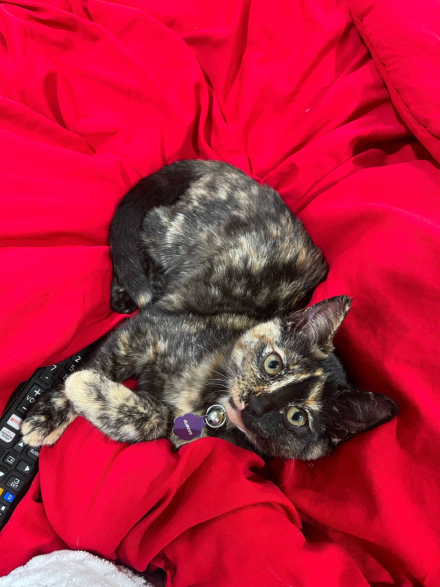 Almond is registered to the contest to win money with this photo: black_cat, canidae, carmine, carnivore, claw, comfort, companion_dog, dog, dog_breed, dog_supply, felidae, fur, grey, red, sleeve, small_to_medium_sized_cats, snout, sporting_group, tail, whiskers