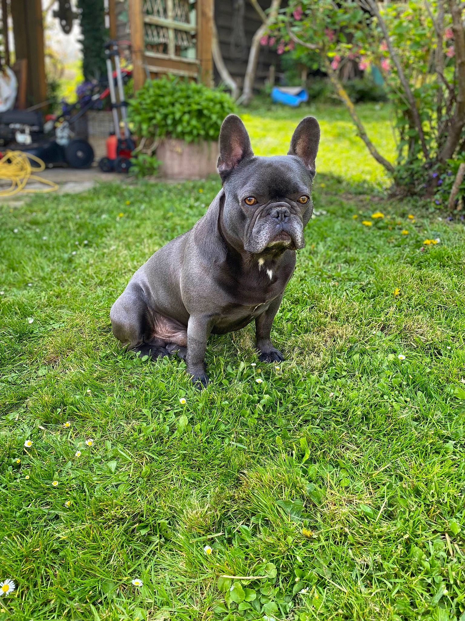 Kenzo participe au concours pour gagner de l'argent avec cette photo : canidae, carnivore, collar, companion_dog, dog, dog_breed, fawn, grass, groundcover, lawn, plant, sculpture, snout, sporting_group, terrestrial_animal, tire, toy_dog, wheel, window, working_animal