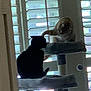 Socks joined the competition — help win amazing prizes! animal, black_cat, blinds, cat, cat_tree, cats, domestic, feline, furniture, home, indoor, interaction, light_cat, paw, pet, pet_accessory, playful, silhouette, two_animals, window