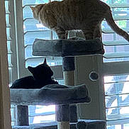 Socks joined the competition — help win amazing prizes! animal, black_cat, blinds, cat, cat_tree, cats, cozy, domestic_animal, feline, home, indoor, perched, pet, platform, relaxing, resting, shadow, sunlight, tabby_cat, window