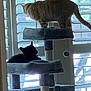 animal, black_cat, blinds, cat, cat_tree, cats, cozy, domestic_animal, feline, home, indoor, perched, pet, platform, relaxing, resting, shadow, sunlight, tabby_cat, window