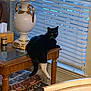 Socks joined the competition — help win amazing prizes! black_cat, blinds, candle, cat, chair, cozy, curious, decorative_vase, furniture, home, indoor, pet, relaxed, rug, table, tissue_box, vase, white_cat, window, wooden_table