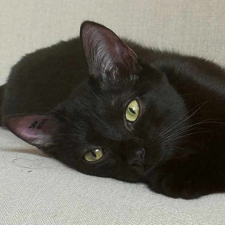 Matza participe au concours pour gagner de l'argent avec cette photo : animal, black_cat, cat, close_up, cozy, cute, domestic_animal, ear, feline, fur, green_eyes, indoor, lying_down, mammal, pet, relaxing, resting, sleepy, soft_texture, whiskers