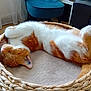 basket, bed, cat, chair, cozy, curtain, cute, domestic_animal, feline, floor, furniture, home_interior, indoor, orange_cat, pet, relaxed, resting, sleeping, white_cat, woven_basket