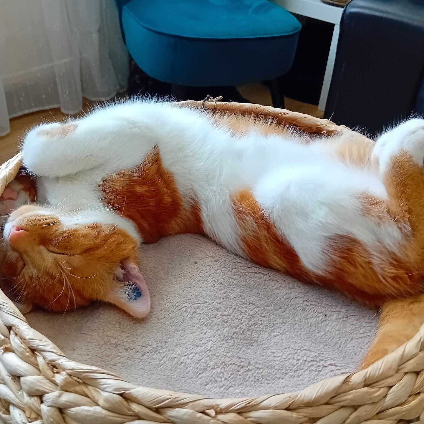 Neko a rejoint le concours — aidez-le/la à gagner de superbes lots ! basket, bed, cat, chair, cozy, curtain, cute, domestic_animal, feline, floor, furniture, home_interior, indoor, orange_cat, pet, relaxed, resting, sleeping, white_cat, woven_basket