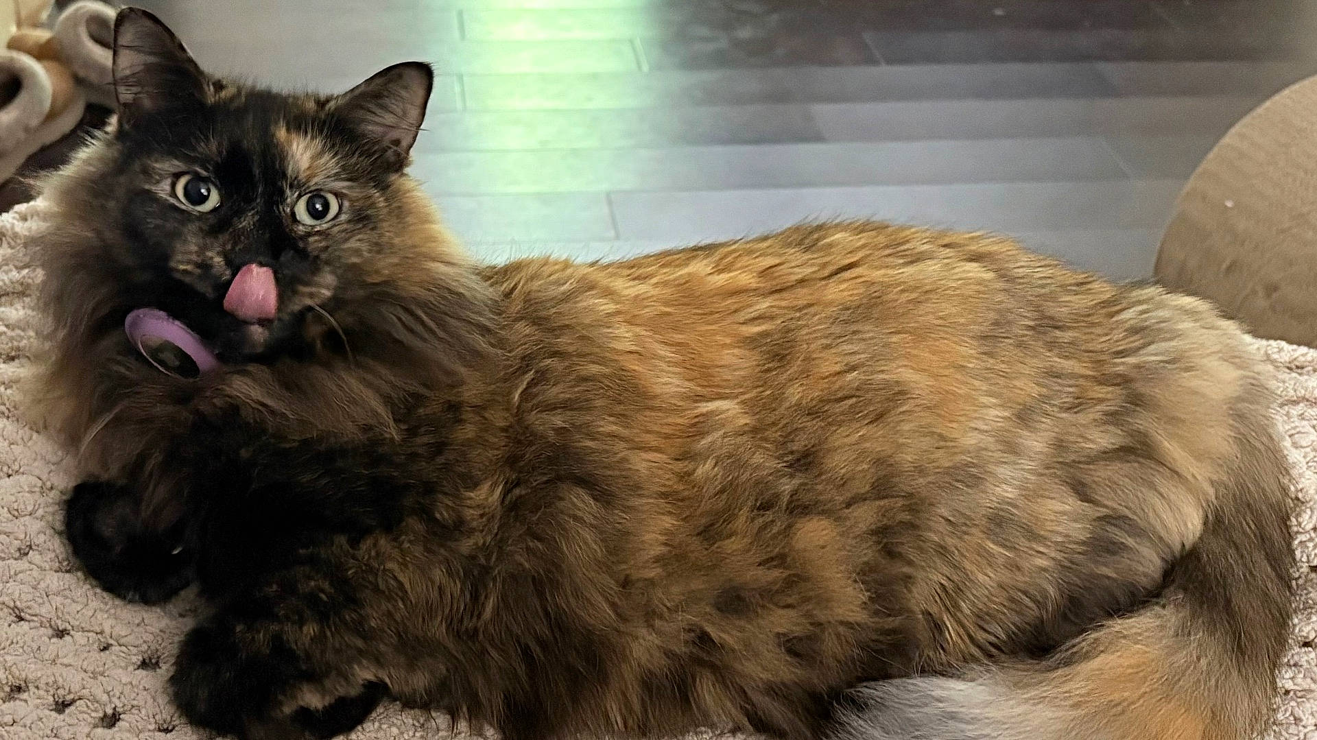 Aspen joined the competition — help win amazing prizes! animal, blanket, cat, close_up, cute, domestic_cat, ears, eyes, feline, fluffy_fur, indoor, lying_down, paw, pet, playful, relaxed, soft_texture, tongue_out, tortoiseshell_cat, whiskers