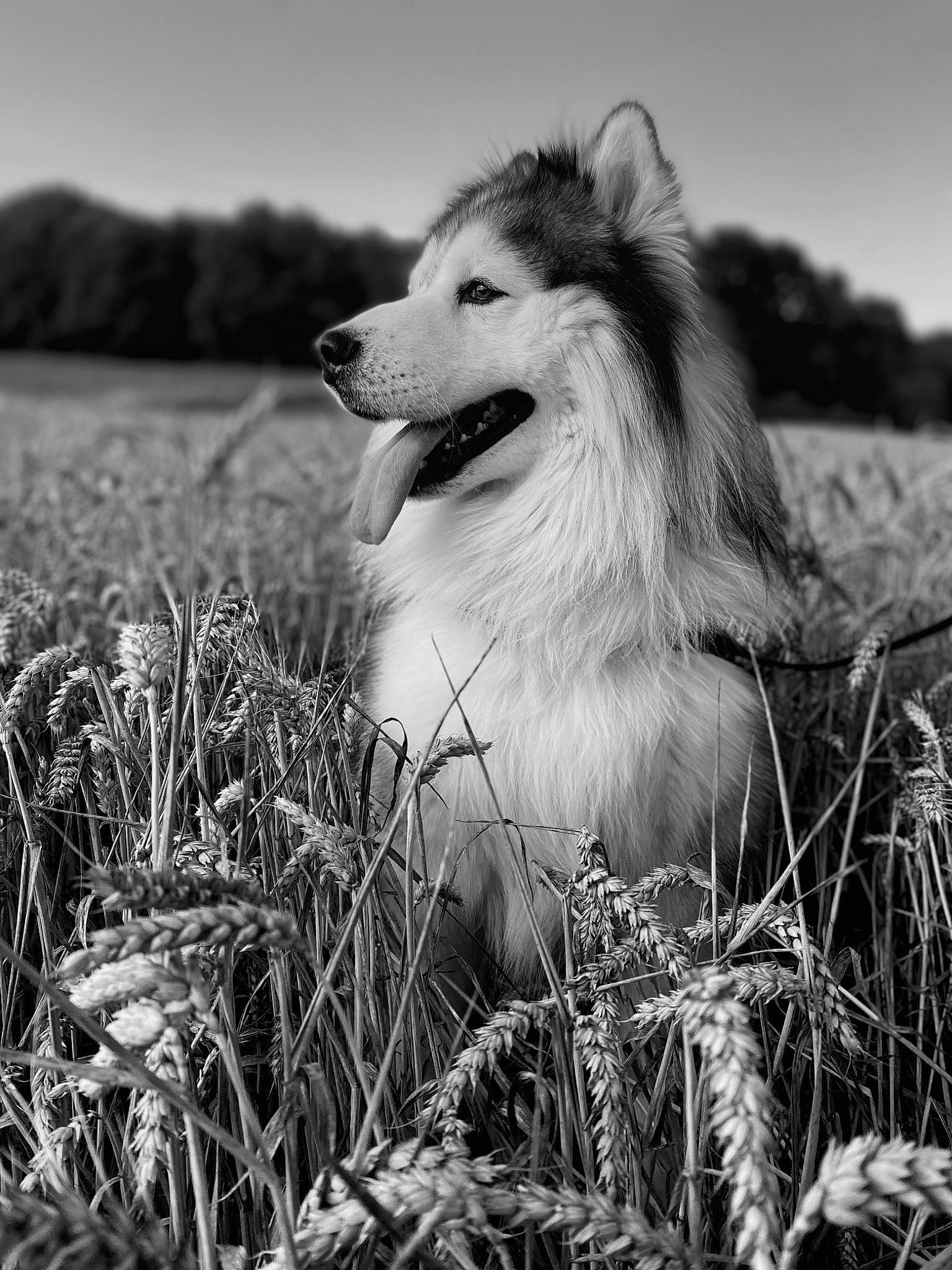Nox a rejoint le concours — aidez-le/la à gagner de superbes lots ! black_and_white, carnivore, collie, companion_dog, dog, dog_breed, flash_photography, grass, happy, monochrome, monochrome_photography, plant, rough_collie, scotch_collie, shetland_sheepdog, sky, snout, style, tree, whiskers