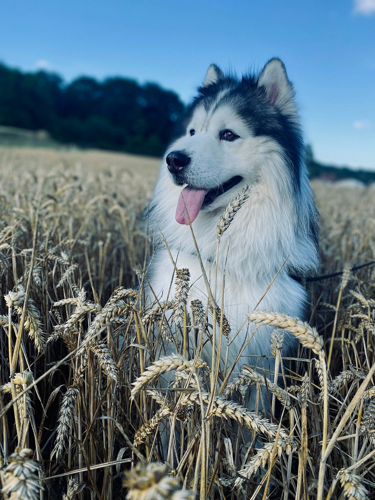 Nox a rejoint le concours — aidez-le/la à gagner de superbes lots ! carnivore, cloud, companion_dog, dog, dog_breed, flash_photography, fur, grass, grassland, happy, landscape, natural_environment, natural_landscape, people_in_nature, plant, prairie, sky, sled_dog, sporting_group, winter