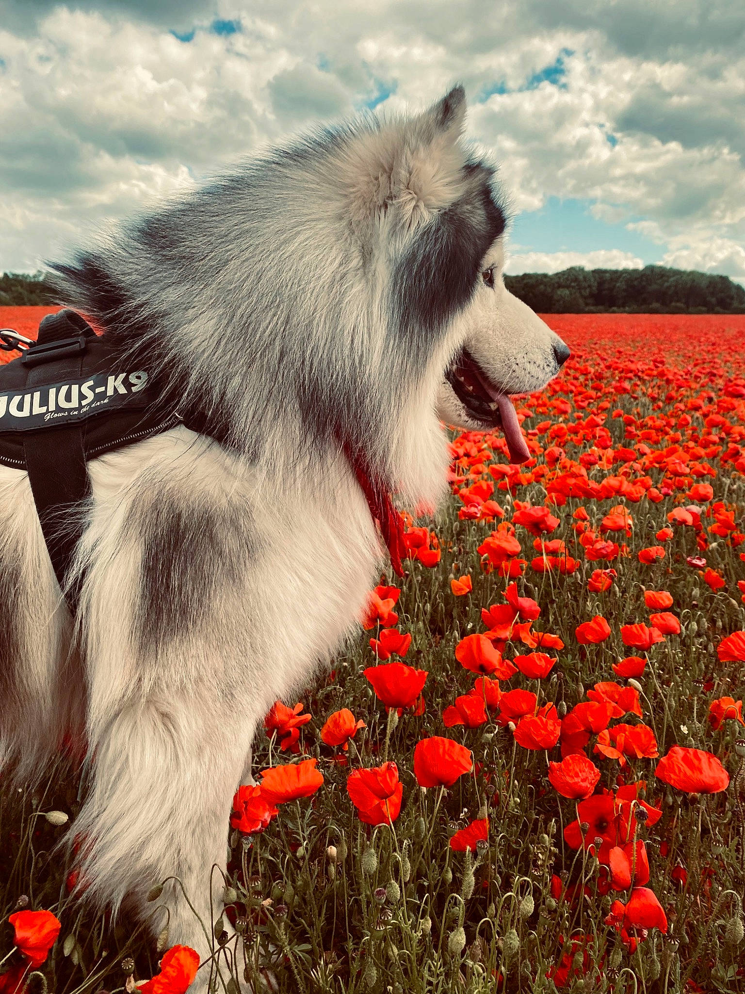 Nox a rejoint le concours — aidez-le/la à gagner de superbes lots ! annual_plant, beauty, cloud, ecoregion, flower, flowering_plant, grass, grassland, happy, herbaceous_plant, landscape, morning, natural_environment, nature, people_in_nature, petal, plant, sky, snout, terrestrial_animal