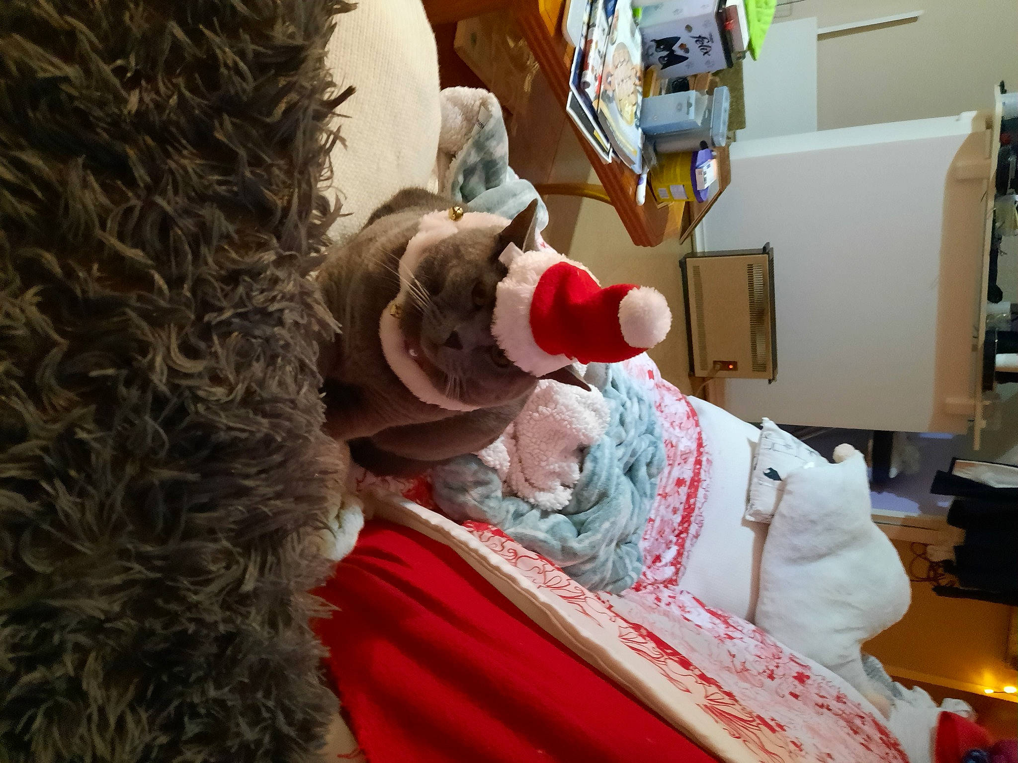 Hiris participe au concours pour gagner de l'argent avec cette photo : art, box, carmine, comfort, event, fashion_design, fur, linens, mammal, peach, plush, puppet, room, shelf, shelving, shipping_box, stuffed_toy, textile, toy, visual_arts