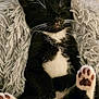 Loki is registered to the contest to win money with this photo: cat, kitten, black_and_white, tuxedo_cat, sleeping, paws, pink_paw_pads, fluffy_blanket, cozy, cute, pet, indoor, close_up, resting, fur, whiskers, animal, domestic_cat, adorable, soft