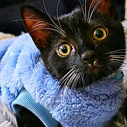Loki is registered to the contest to win money with this photo: cat, black_cat, close_up, yellow_eyes, whiskers, fur, blue_sweater, cozy, soft_texture, pet, animal, indoor, cute, curious, portrait, feline, warm_clothing, domestic_cat, looking_up, fluffy