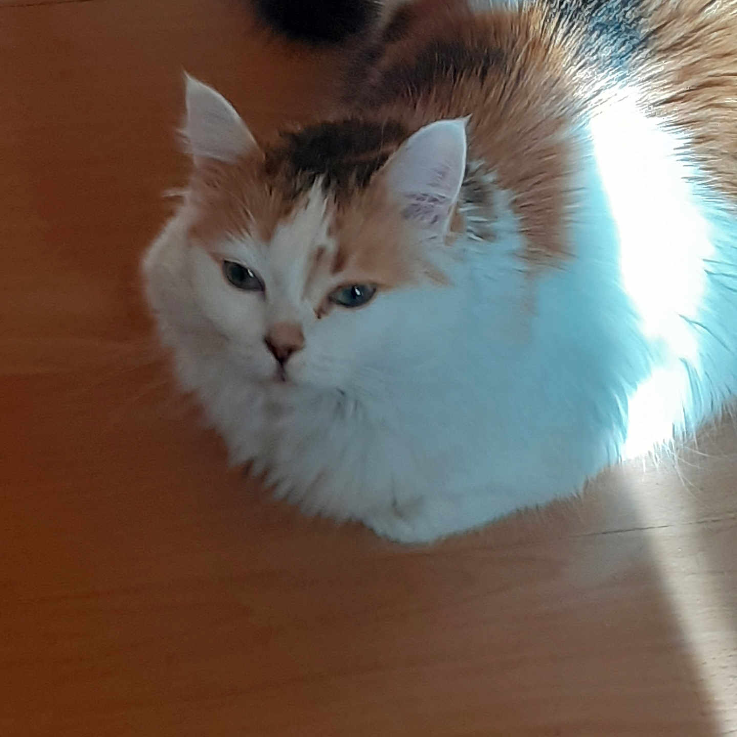 Paprika participe au concours pour gagner de l'argent avec cette photo : abyssinian, angora, animal, cat, hardwood, indoors, interiordesign, kitten, manx, pet, plywood, siamese, wood