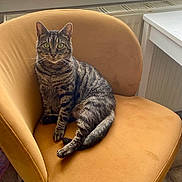 Molly is registered to the contest to win money with this photo: animal, cat, chair, cozy, domestic_cat, feline, floor, furniture, green_eyes, home, indoor, looking_at_camera, mustard_yellow, natural_light, pet, relaxed, sitting, striped_fur, tabby_cat, window