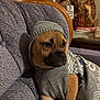 blanket, brown_dog, couch, cozy, cute, dog, furniture, home_decor, hood, indoor, knitwear, looking_away, patterned, pet, puppy, relaxed, seated, sweater, table, wood_paneling