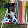animal, black_and_white, cute, deck_chair, dog, ears, fur, garden, grass, nature, outdoor, pet, playful, puppy, rope_toy, scrunchie, small_dog, summer, toy, wooden_chair