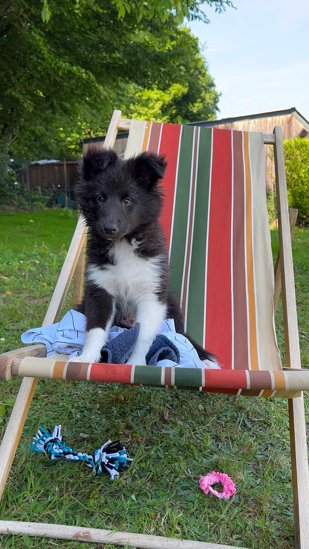 Aslo a rejoint le concours — aidez-le/la à gagner de superbes lots ! animal, black_and_white, cute, deck_chair, dog, ears, fur, garden, grass, nature, outdoor, pet, playful, puppy, rope_toy, scrunchie, small_dog, summer, toy, wooden_chair