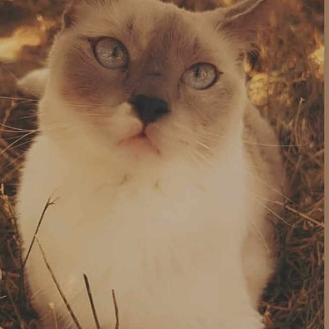 Pearl joined the competition — help win amazing prizes! abyssinian, angora, animal, cat, grass, head, kitten, manx, person, pet, plant, siamese, snout, white