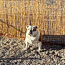 bulldog, dog, pet, outdoor, fence, bamboo, gravel, sunlight, shadow, sitting, animal, canine, nature, daylight, fur, ground, quiet, calm, portrait, closeup