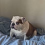 Ellie Blake joined the competition — help win amazing prizes! bulldog, dog, pet, bed, bedding, blue_sheets, indoor, animal, canine, fur, wrinkles, ears, face, expression, resting, home, furniture, room, light, wall