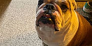 Ellie Blake is registered to the contest to win money with this photo: bulldog, dog, pet, carpet, indoor, animal, brown_and_white, sitting, looking_up, doorway, shoe, container, floor, paw, cute, household, companion, domestic, mammal, friendly